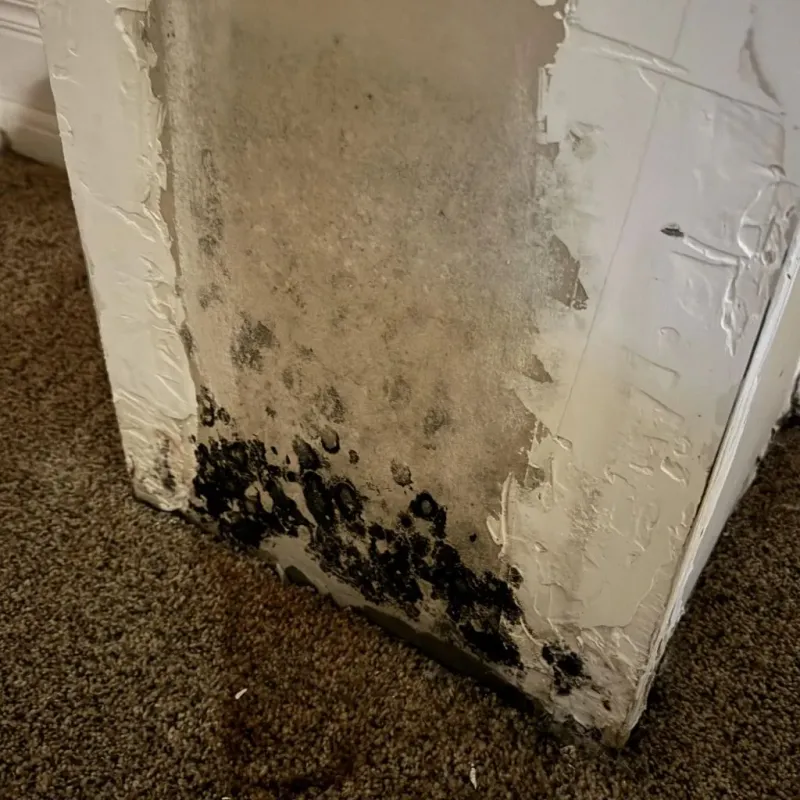 Professional Mold Removal in South Brooksville, FL